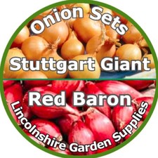 Spring planting onion sets - spring,