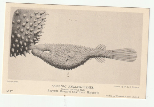 Oceanic angler fish - angler,
