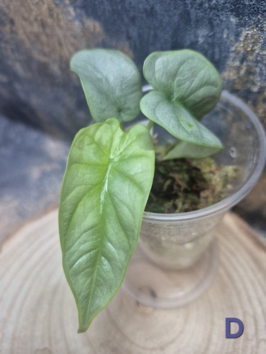 Alocasia silver dragon pup - silver,