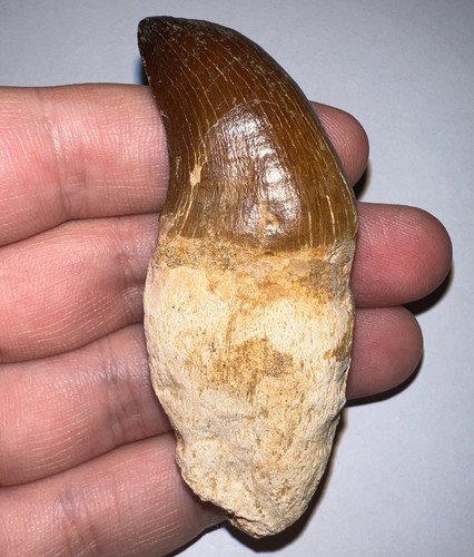 Thalassotitan mosasaur fossil - thalassotitan,