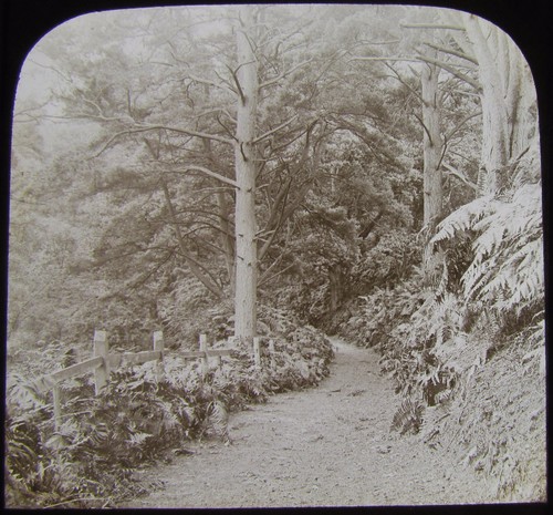 Glass magic lantern - glass, slide