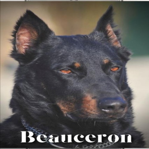 Beauceron dog breed - dog, overview