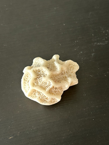 Fossil rock collection - fossil, &