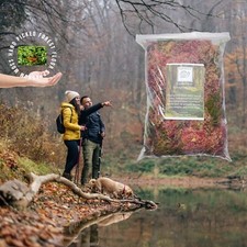 Sphagnum moss forest floor - sphagnum,