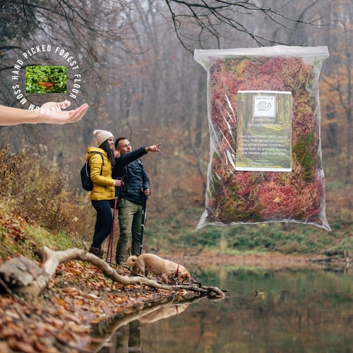 Sphagnum moss forest floor - forest,