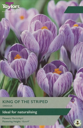 Crocus king the striped - 'king, striped'