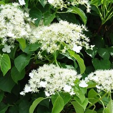 2 x Climbing Hydrangea in 9cm