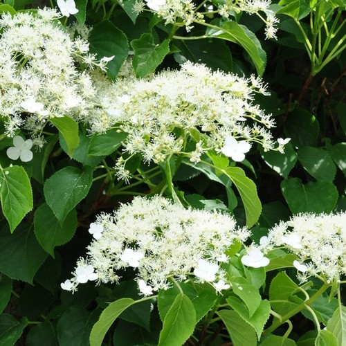 Climbing hydrangea in - 2,