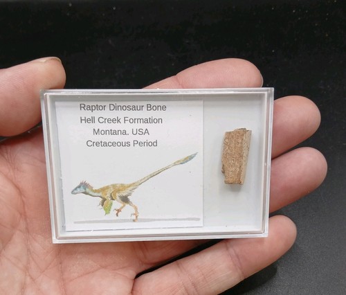 Raptor bone dinosaur - bone,