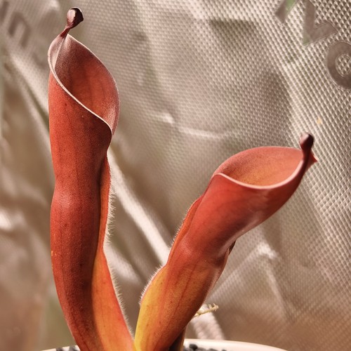 Heliamphora huberi angasima - heliamphora,