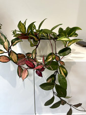Hoya Carnosa Tricolour plant