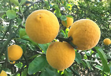 3x Hardy Lemon, Japanese