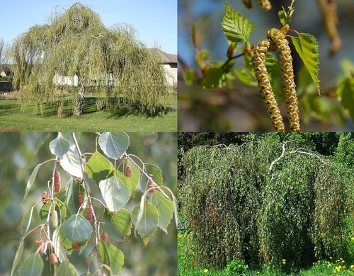 6ft betula youngii - 5-6ft,