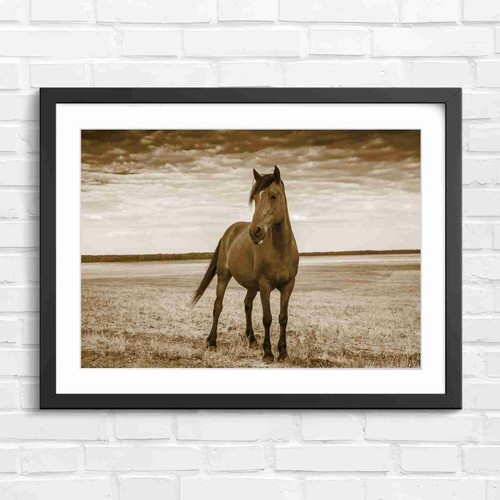 Brown horse standing - standing, in