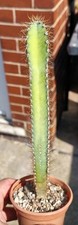 Cereus forbesii beautiful - cereus,