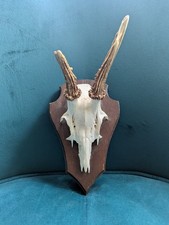 Roe Deer Skull Antlers Trophy
