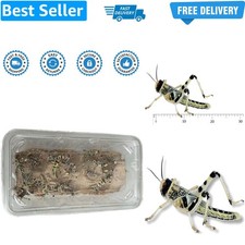 Live Locusts Medium size 15mm