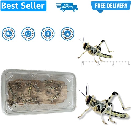 Live locusts medium - medium, size