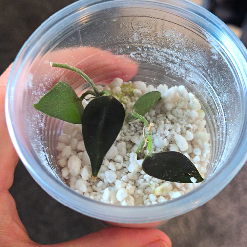 Hoya carrii two small - two,