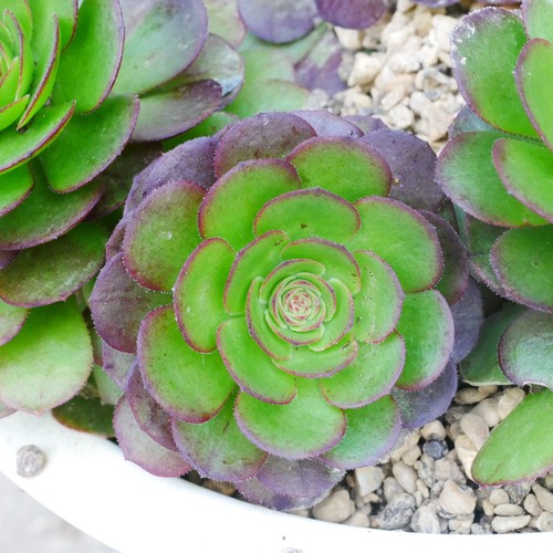 Aeonium halloween 7cm cutting - halloween,