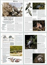 Three Kinds Of Native Pigeon - Birds - The Living Countryside 2 Pages