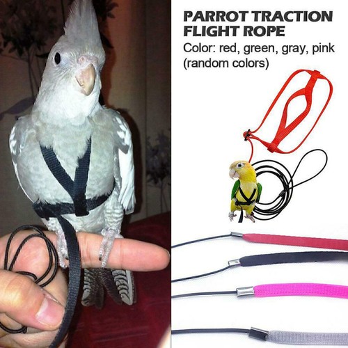 Pet parrot bird harness - parrot, lead