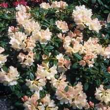 Rhododendron Dusty Miller