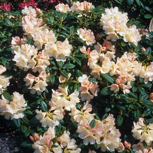 Rhododendron dusty miller - rhododendron,