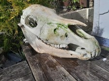 Horse Skull Genuine Natural