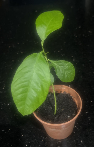 Lemon tree citrus plant - citrus, in