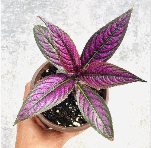 Strobilanthes dyeriana persian - strobilanthes,