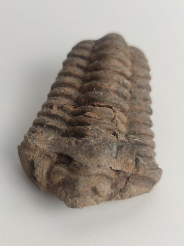 Trilobite fossil flexicalymene - trilobite,