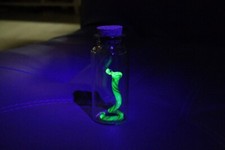 Uranium Glass Snake, Glow in