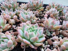 1 x Random Graptoveria Milky