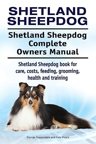 Shetland sheepdog - sheepdog.,