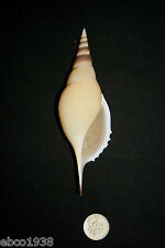 Martin's Tibia Seashell