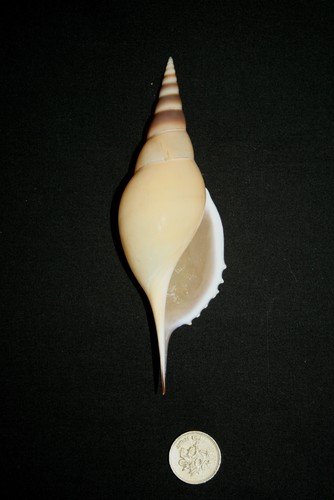 Martin tibia seashell - martin's,