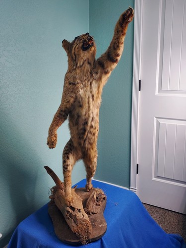 Beautiful standing bobcat - beautiful,