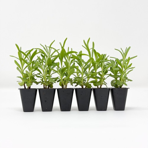 English lavender - english,