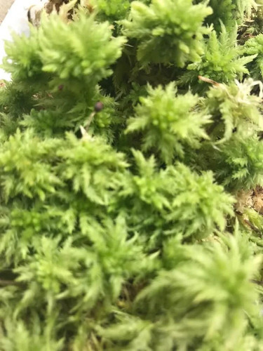 Live sphagnum moss - live,