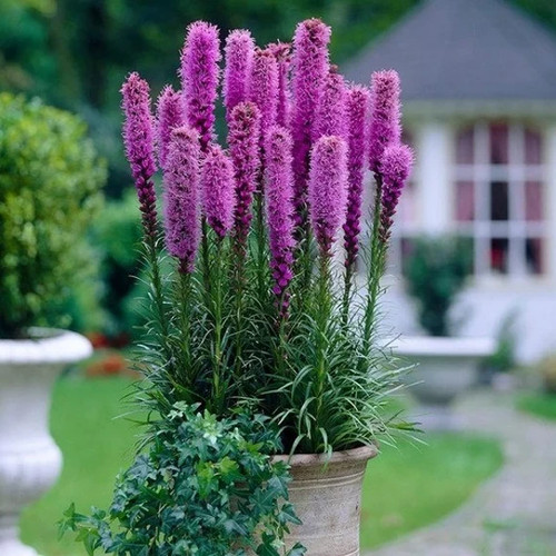 Liatris spicata gayfeather - liatris,