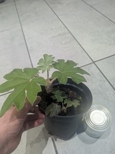 Tetrapanax  
