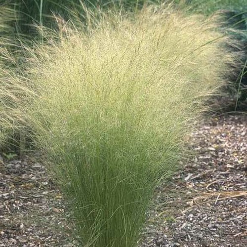 Pony tails stipa tenuissima - stipa,