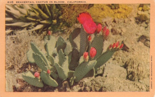 Beavertail cactus bloom - cactus, in