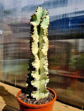 Euphorbia Ingens Variegated |