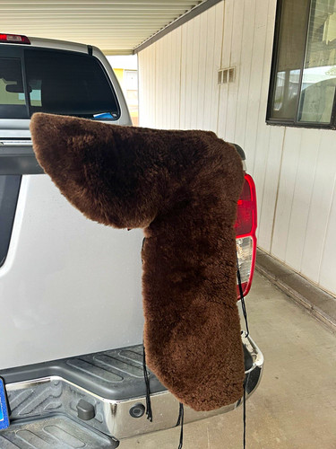 Western horse saddle seat - horse,