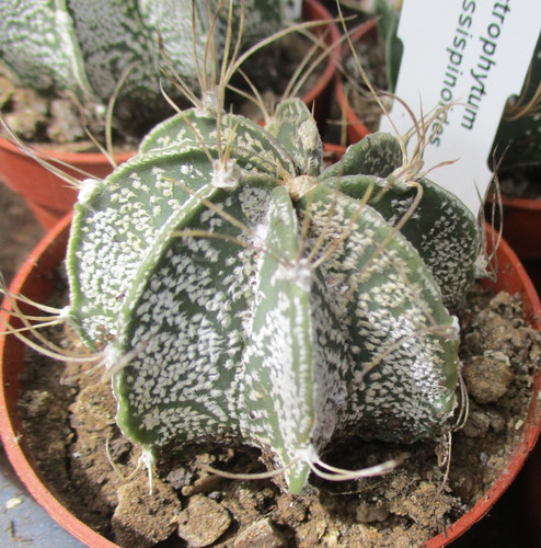 Astrophytum crassispinoides - crassispinoides,