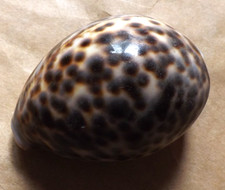 Large Tiger Cowrie Tortoise Sea Shells crafts beach aquarium fish tank