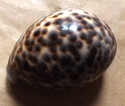 Large tiger cowrie tortoise - large,