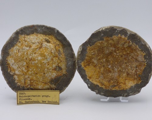 Fossil crab trichopeltarion - fossil,
